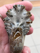 Load image into Gallery viewer, AMMONITE SUTURED END
