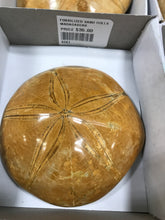 Load image into Gallery viewer, FOSSILIZED SAND DOLLAR
