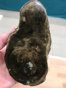 PODOCARPUS PET WOOD SLAB
