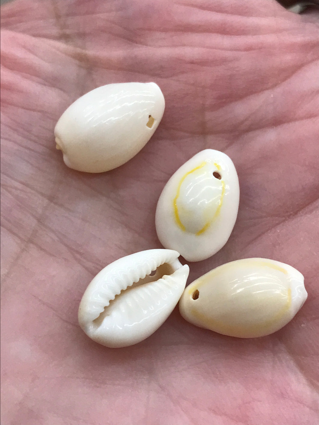 COWRIE SHELL NATURAL