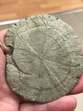 Load image into Gallery viewer, PYRITE SUN
