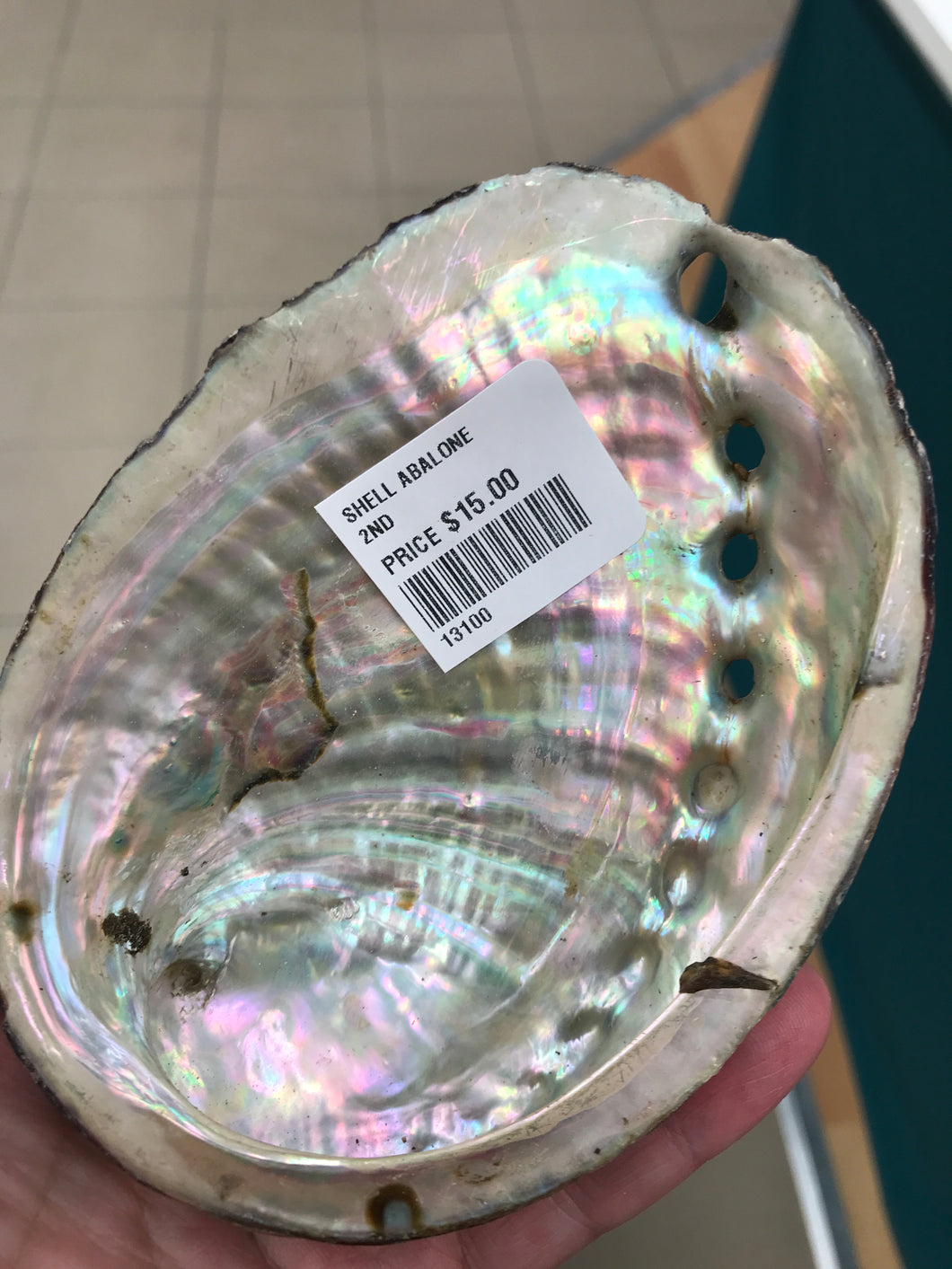 ABALONE HALF SHELL