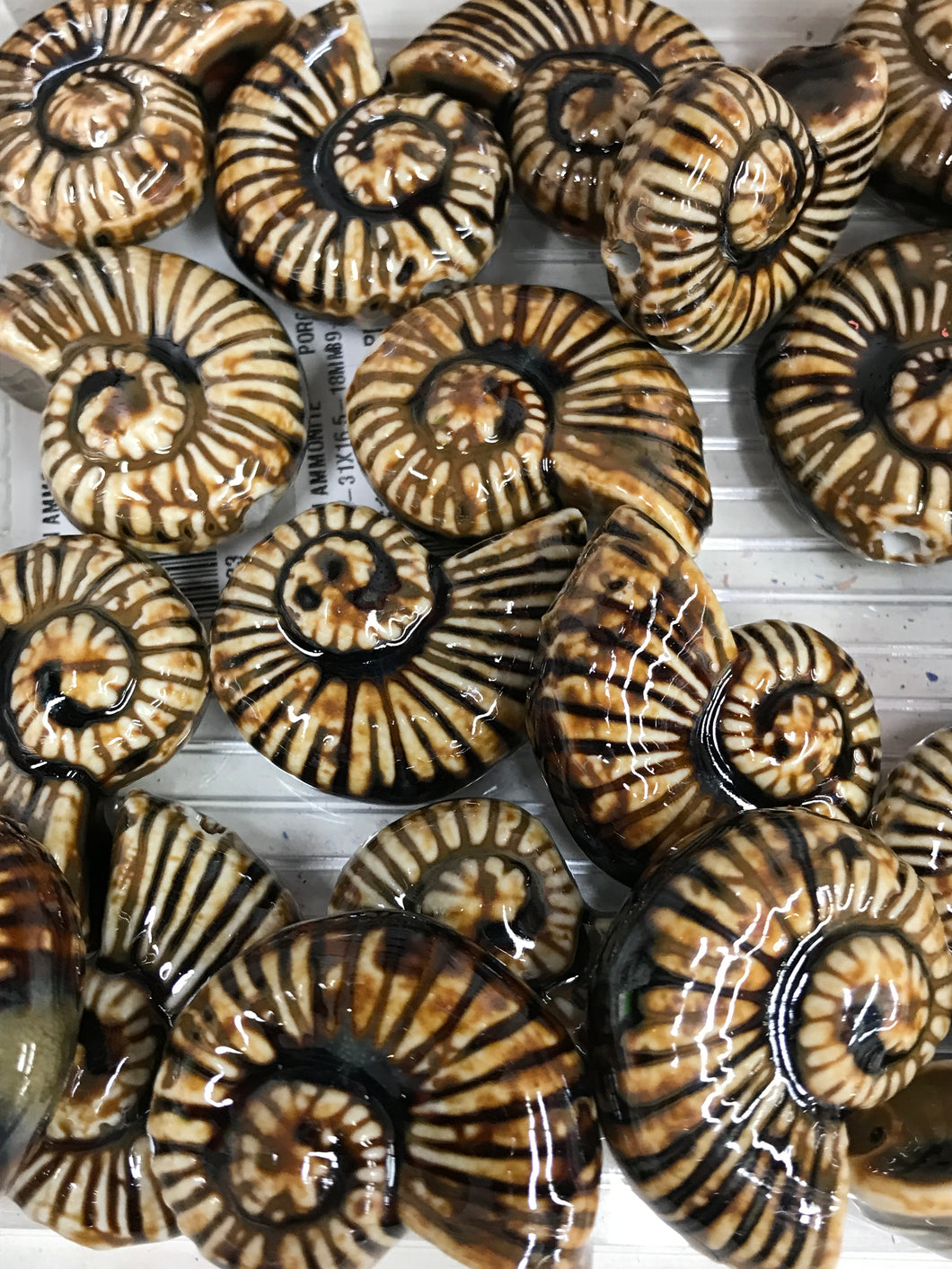 PORCELAIN AMMONITE