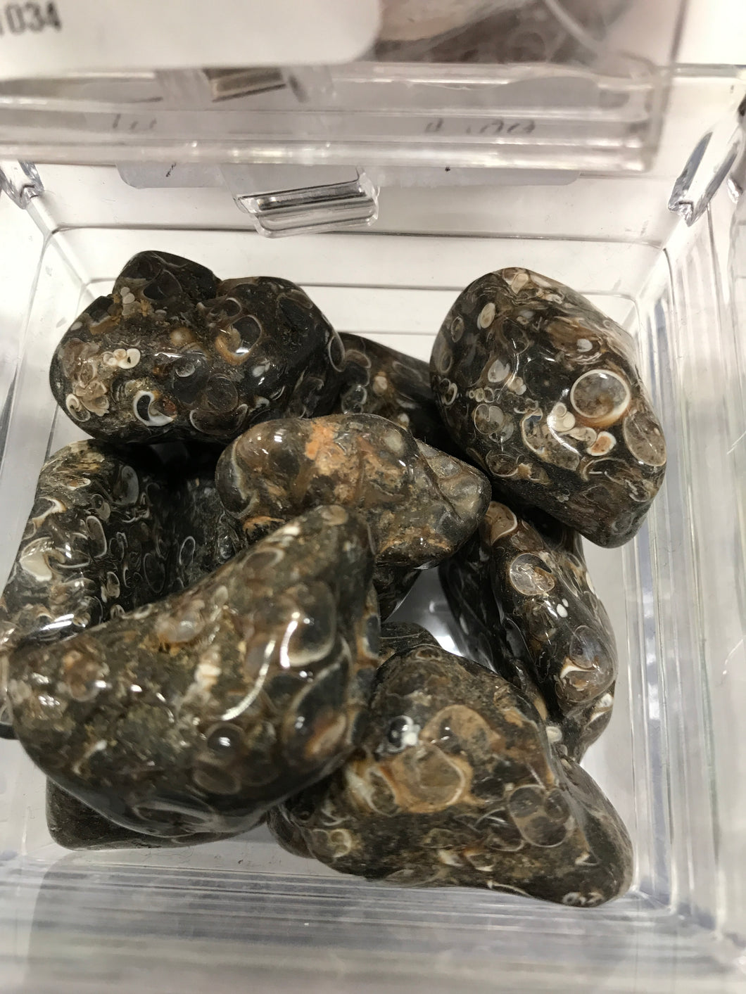 TURRITELLA AGATE