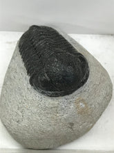 Load image into Gallery viewer, TRILOBITE FOSSIL
