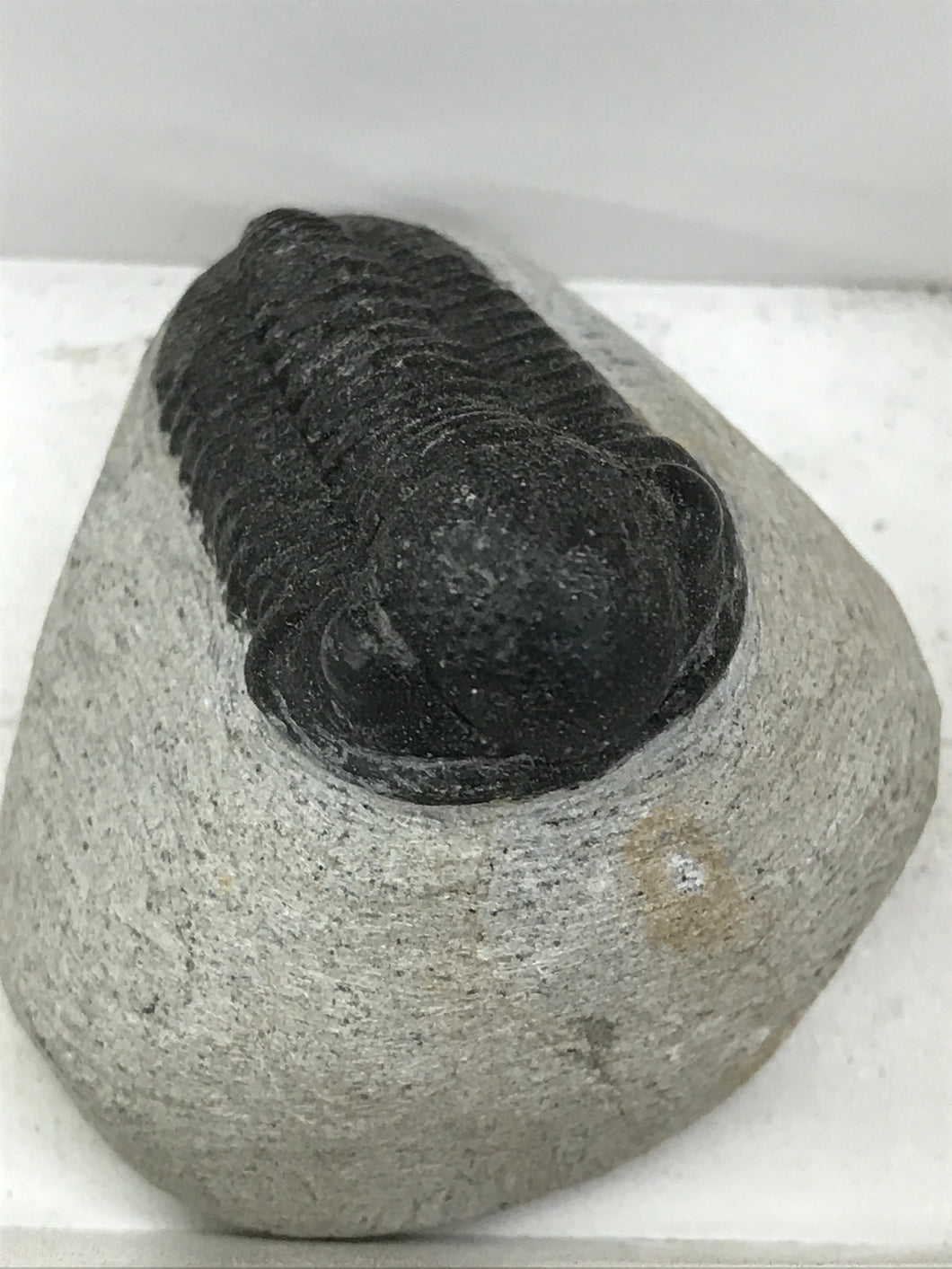 TRILOBITE FOSSIL