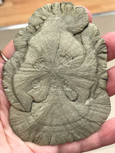 Load image into Gallery viewer, PYRITE SUN 105G 93X75MM
