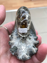 Load image into Gallery viewer, AMMONITE SUTURED END
