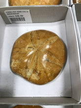 Load image into Gallery viewer, FOSSILIZED SAND DOLLAR
