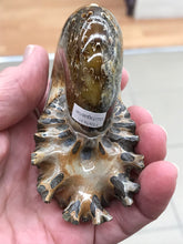Load image into Gallery viewer, AMMONITE SUTURED END
