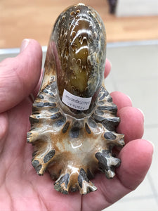 AMMONITE SUTURED END